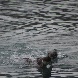 Gadwall