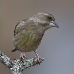 Greenfinch