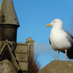 Herring Gull