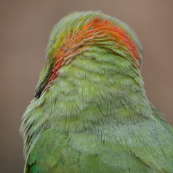 Ring-necked parakeet