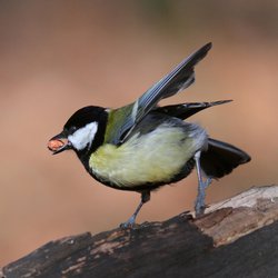 Great Tit