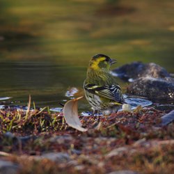 Siskin