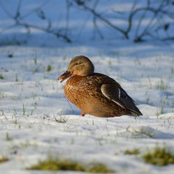 Mallard