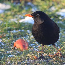 Blackbird