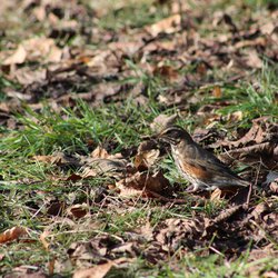 Redwing
