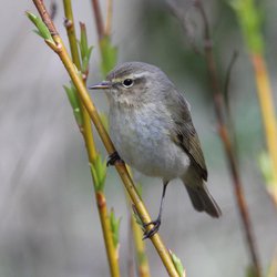 Chiffchaff