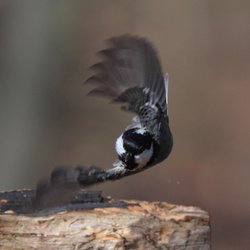 Coal Tit