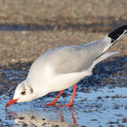 Black-headed Gull