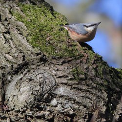 Nuthatch