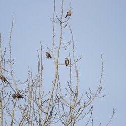 Redwing