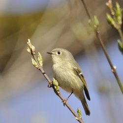 Goldcrest