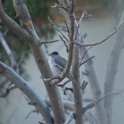 Blackcap