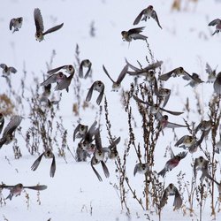 Redpoll