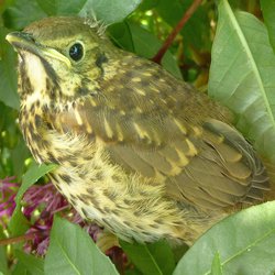 Song Thrush