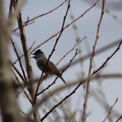 Blackcap