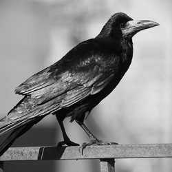 Rook