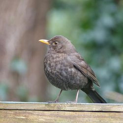 Blackbird