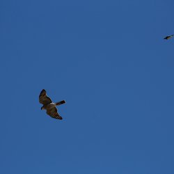 Sparrowhawk