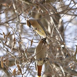 Bohemian Waxwing