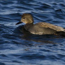 Gadwall