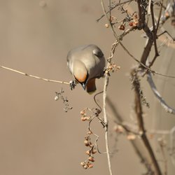 Bohemian Waxwing