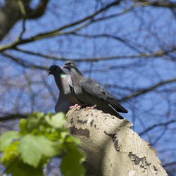 Stock Dove