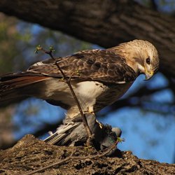 Buzzard