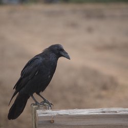 Raven