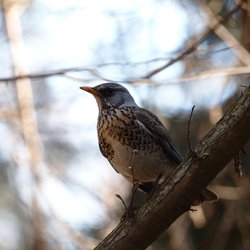 Fieldfare