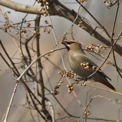 Bohemian Waxwing