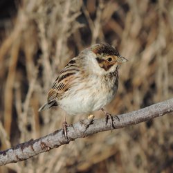 Reed Bunting