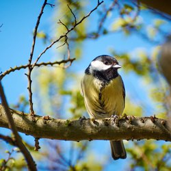 Great Tit