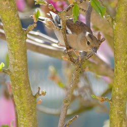 Chaffinch