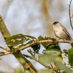 Blackcap