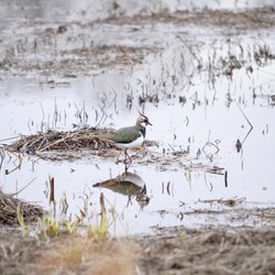 Northern Lapwing