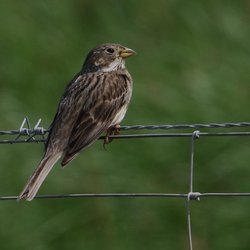 Corn Bunting