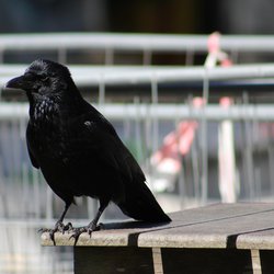 Carrion Crow