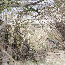 Grey Partridge