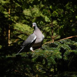 Woodpigeon
