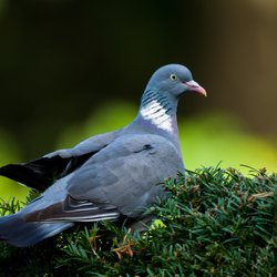 Woodpigeon