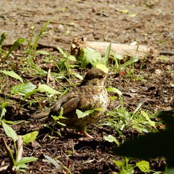 Mistle Thrush