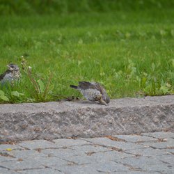 Fieldfare