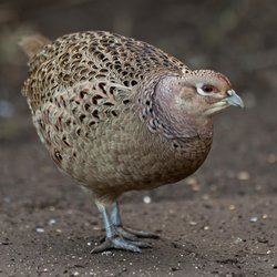 Pheasant