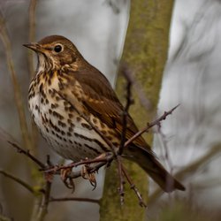 Song Thrush
