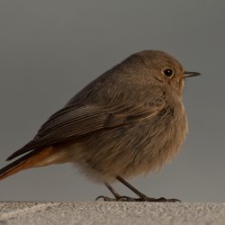 Black Redstart