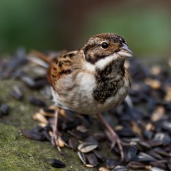 Reed Bunting