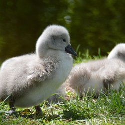 Mute Swan