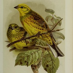 Yellowhammer