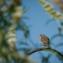 House Sparrow