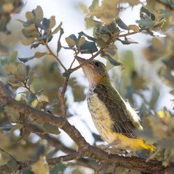 Green Woodpecker